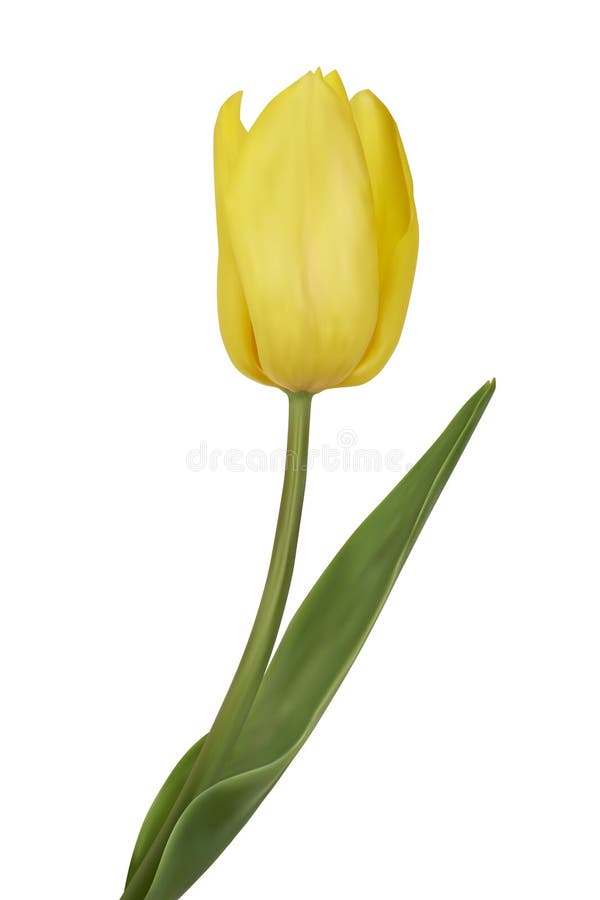 Yellow tulips. stock vector. Illustration of bright, leaf 40366245