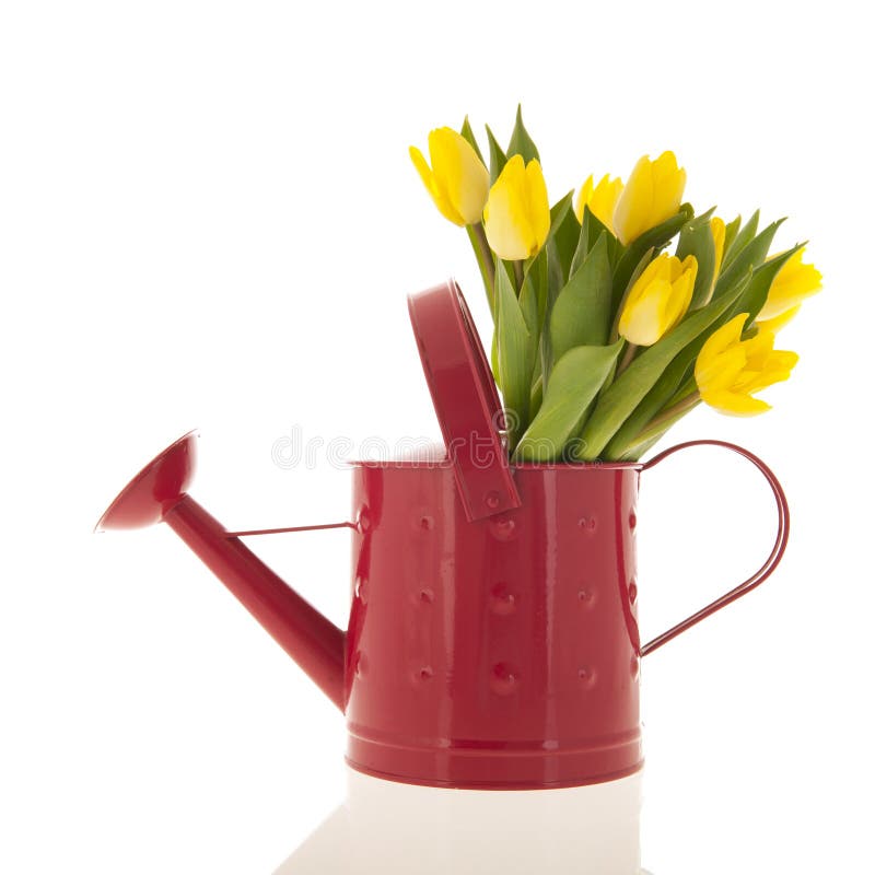 Watering Can with Bouquet Tulips for Birthday Stock Image - Image of ...