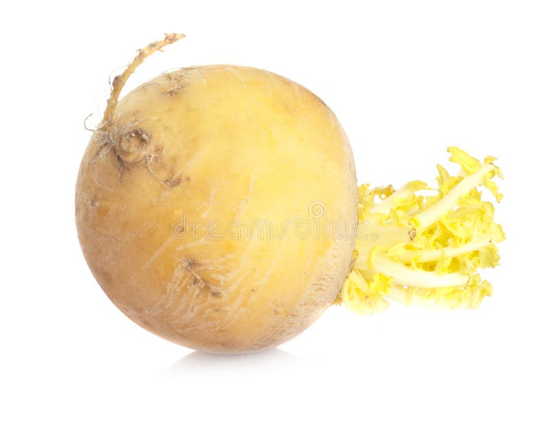 Yellow turnip stock image. Image of brown, root, studio 50372381