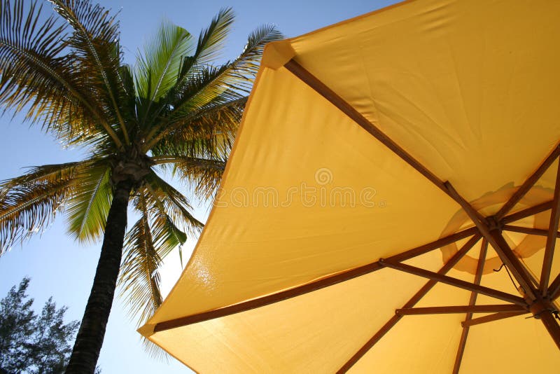 yellow umbrella palm tree