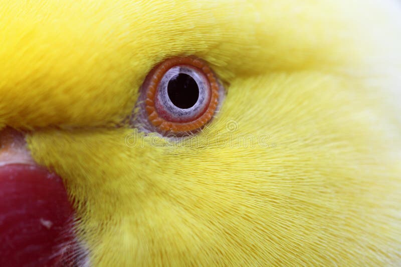 The Eye of a Yellow Variant Ring Necked Parakeet. Stock Photo Image