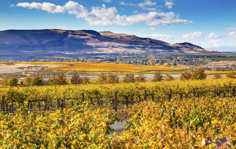 Yellow Vines Grapes Fall Vineyards Red Mountain Benton City Washington