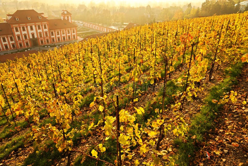 Yellow vineyard