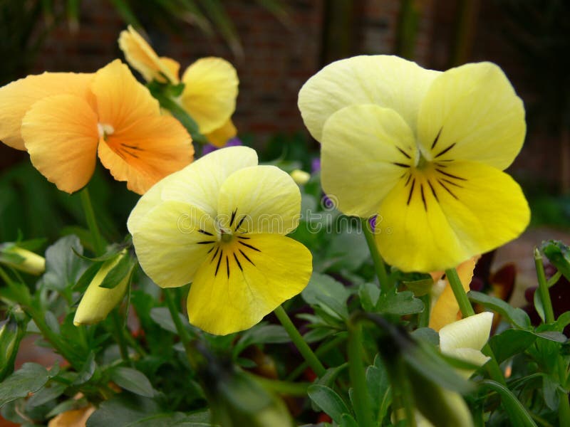 Yellow Violas stock image Yellow Violas stock image