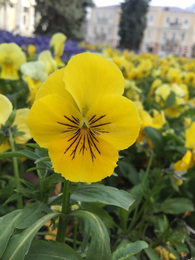 Yellow Violet. Flower viola with yellow petals. The violet plant grows in the ground royalty free stock images Yellow Violet. Flower viola with yellow petals. The violet plant grows in the ground royalty free stock images