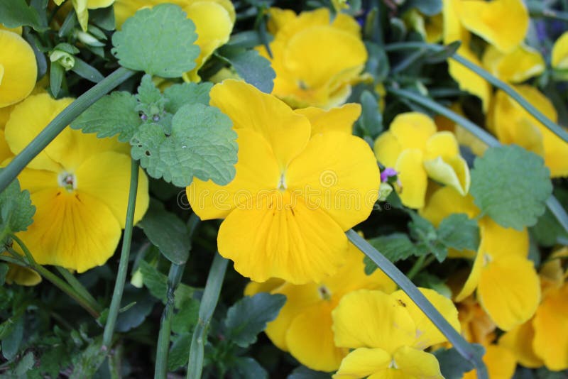 Yellow Violet Flowers Close Up Stock Photo Image of color, flowerbed