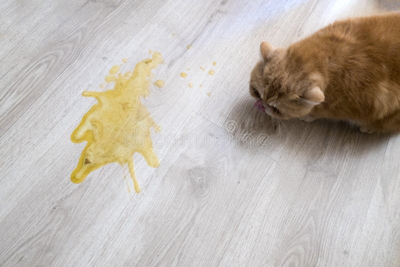Yellow vomit stock image. Image of vomit, terrible, stained 114284835