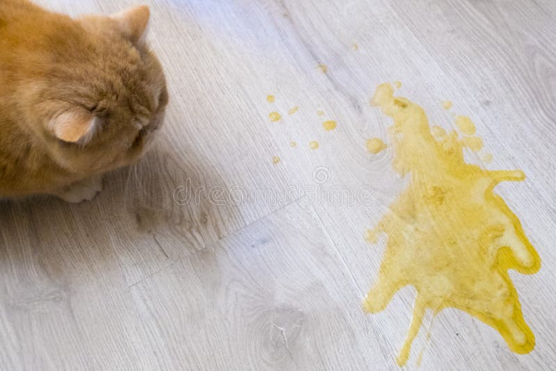 Veterinary Practice Cat Vomit Yellow