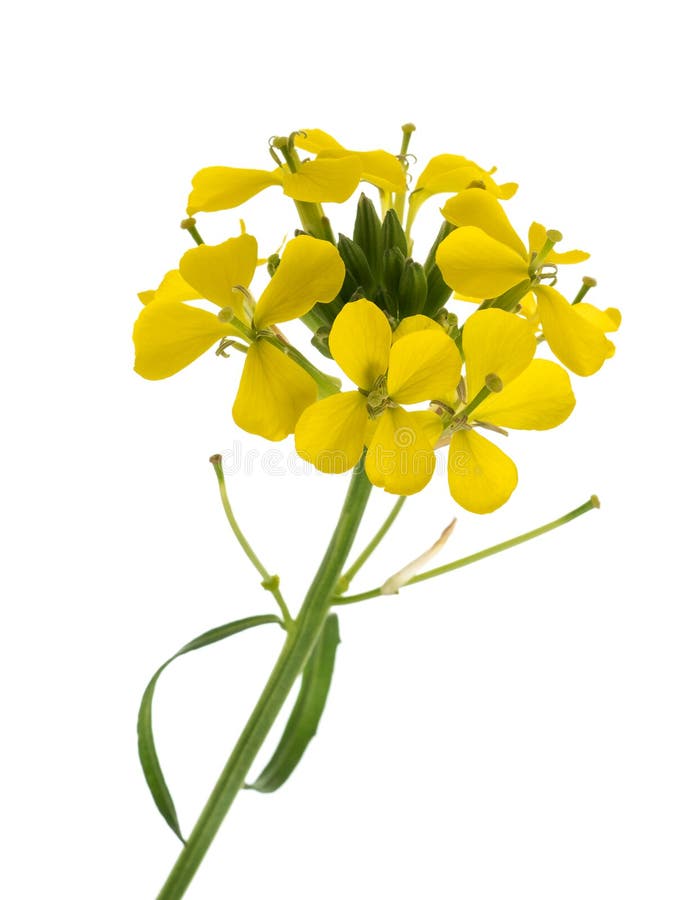 Yellow Wallflowers stock image. Image of garden, wallflower 217727917