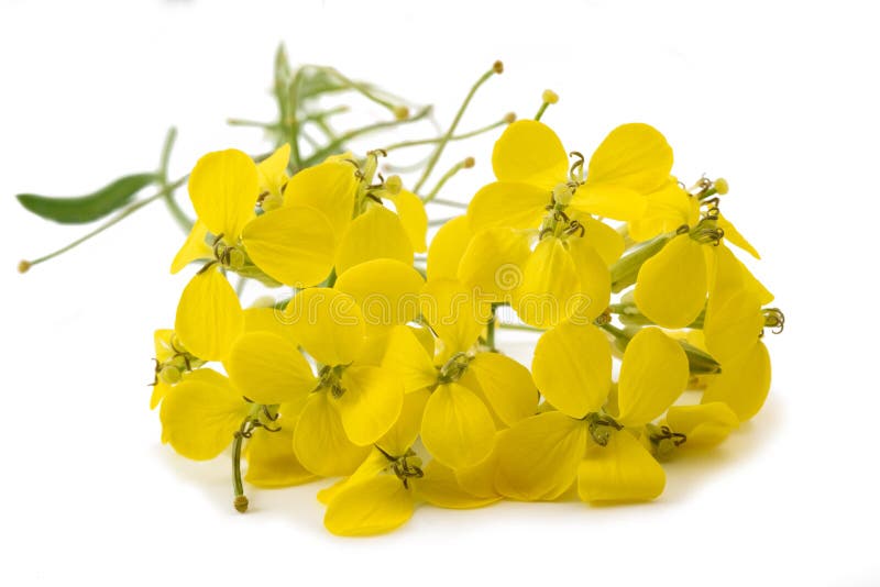 Yellow Wallflowers stock photo. Image of seasonal, erysimum 234011448