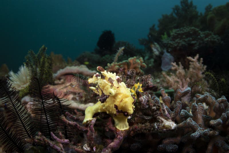 A yellow Warty Frogfish - Antennarius maculatus