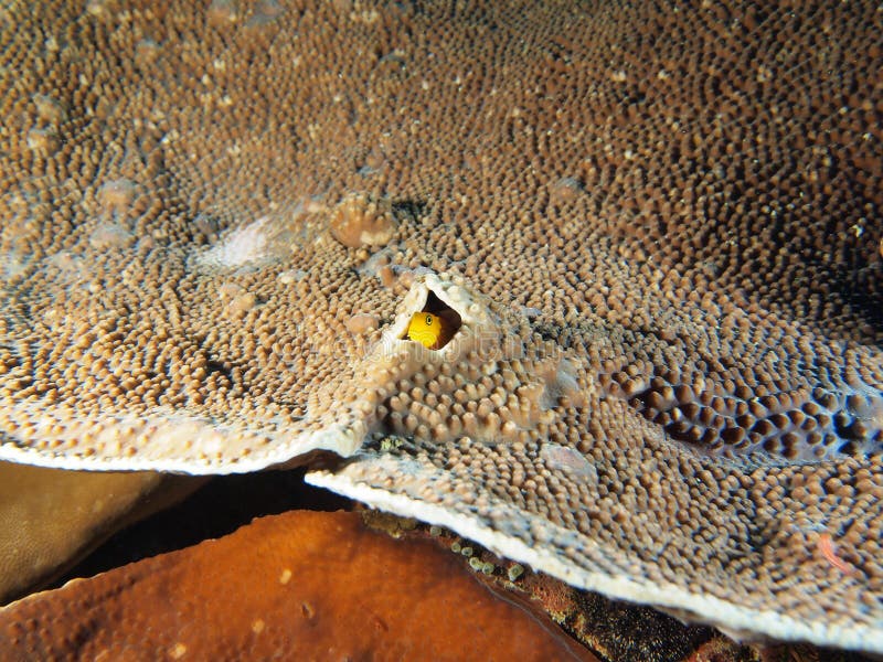 Yellow Watchman Goby or Yellow Watchman Prawn (Cryptocentrus cinctus) stay safe in its table coral home. Indo-pacific ocean, Ceram sea, Indonesia. Ceram stock images, royalty-free photos and pictures