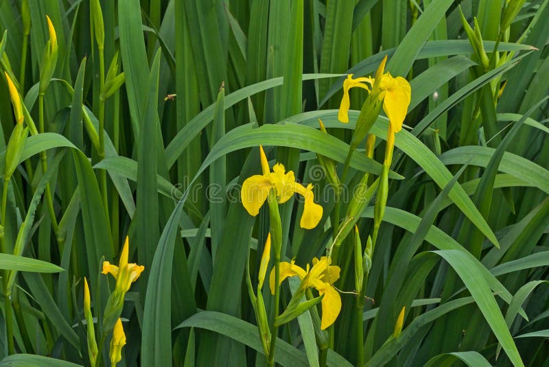 Yellow Water Iris Flowers Iris Pseudacorus Stock Image Image of