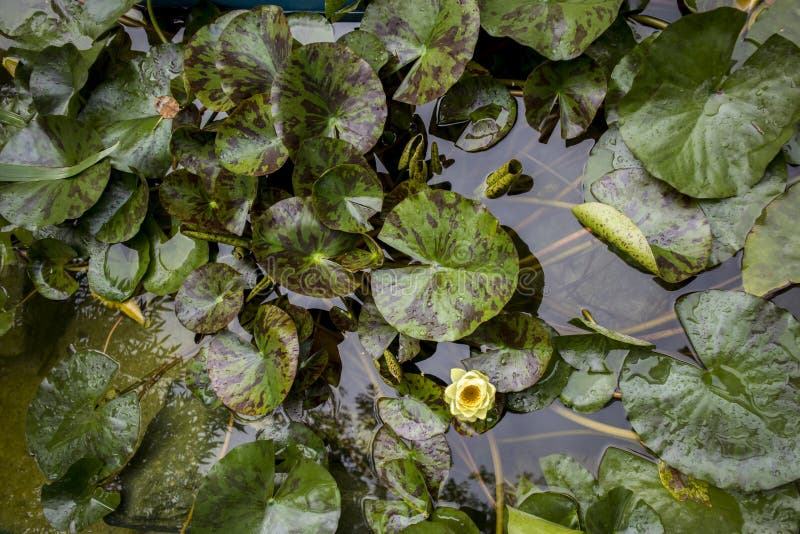 Yellow Water Lilies in the Pond Tightened the Surface of the Water
