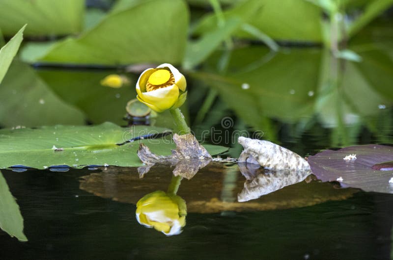 Yellow Water Lily Spatterdock Flower And Lily Pads Stock Photo Image Of Eastern Flower