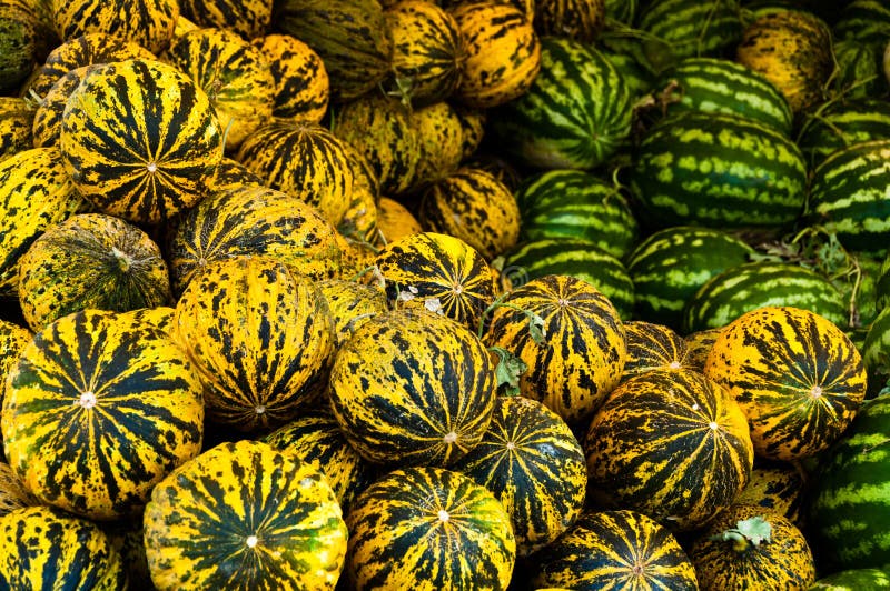 Ripe melons stock photo. Image of yellow, food, melons 1770046