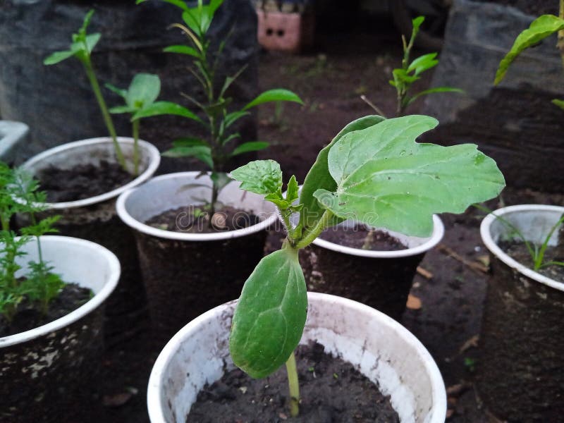 Yellow Watermelon Tree Seedlings Stock Image Image of seedlings