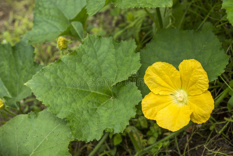 Yellow wax gourd flower stock image. Image of summer 85885809