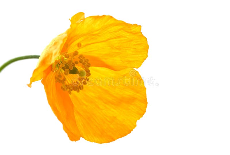 Yellow or Welsh Poppy