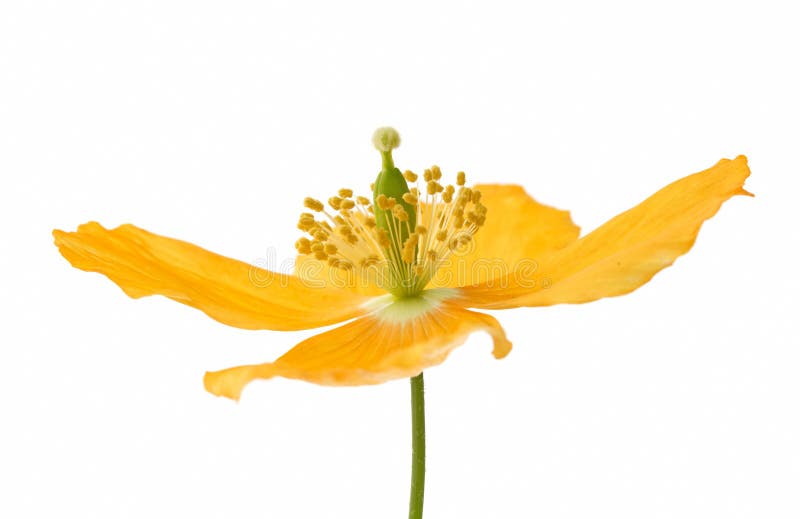 Yellow or Welsh Poppy