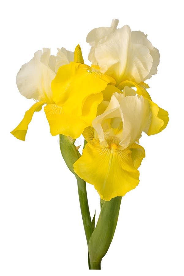 Yellow and white bearded iris flower isolated stock image