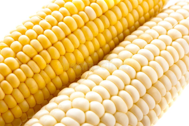 Yellow and white corn stock image. Image of background 12809929