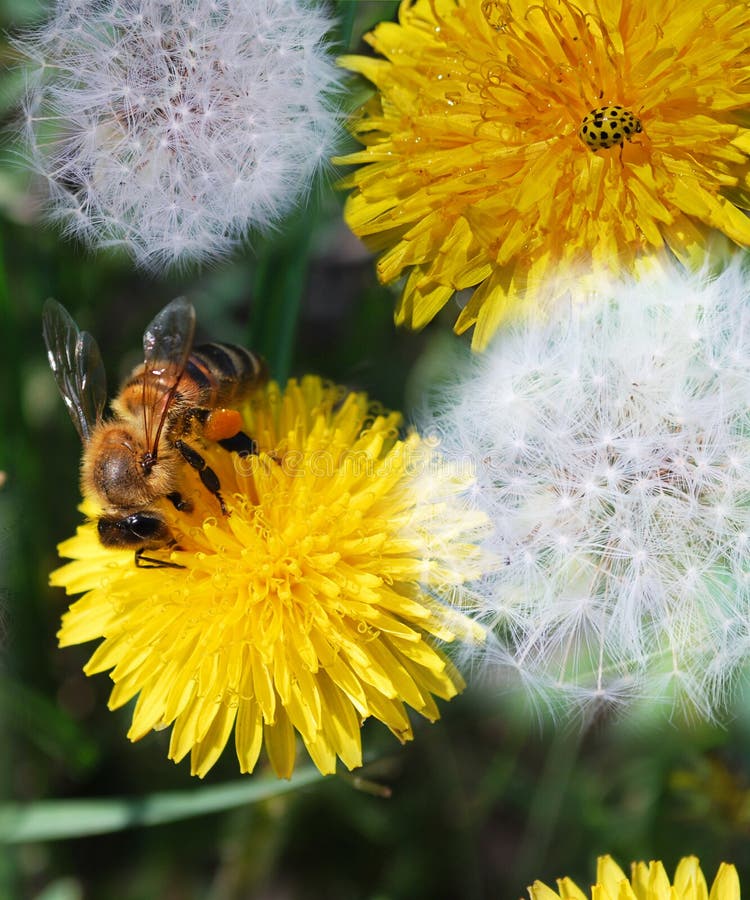 Yellow and white dandelions