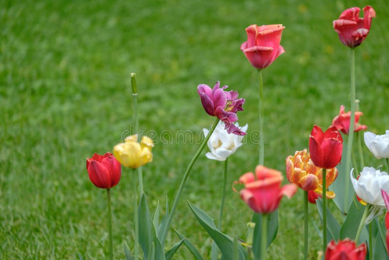 Yellow, white, red and pink tulips with copy space on green grass royalty free stock image Yellow, white, red and pink tulips with copy space on green grass royalty free stock image