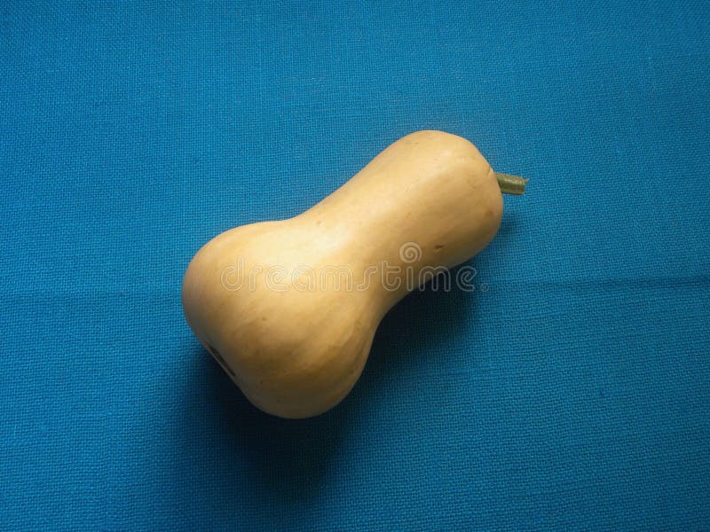 Yellow Whole Butternut Squash Stock Photo Image of single, health