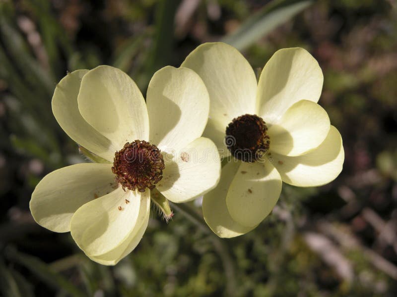 Yellow wild Anemones