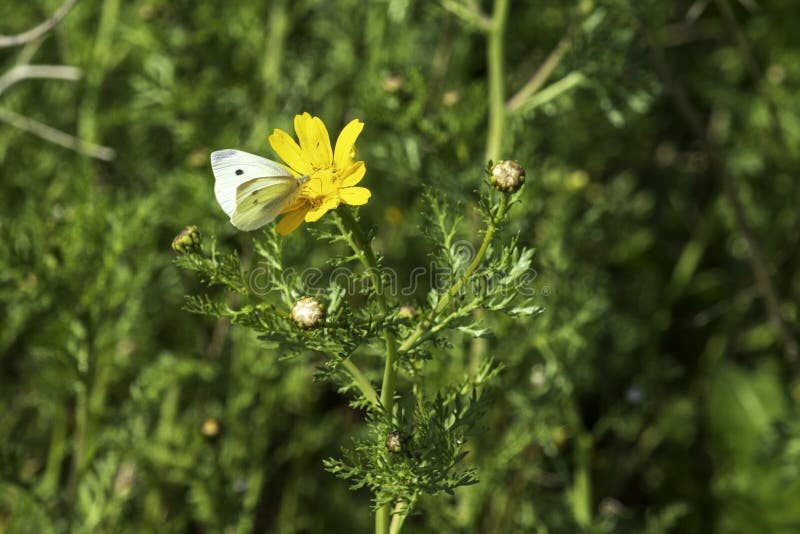 Yellow Wild Chrysanthemum Flowers with White Cabbage Butterfly Stock Photo Image of natural