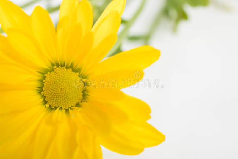 Yellow Wild flower - Arrowleaf Balsamroot background