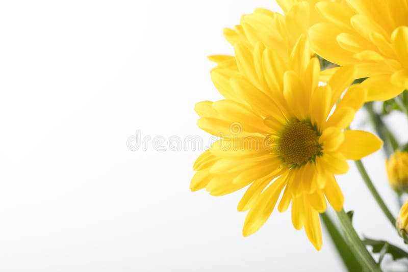 Yellow Wild flower - Arrowleaf Balsamroot background