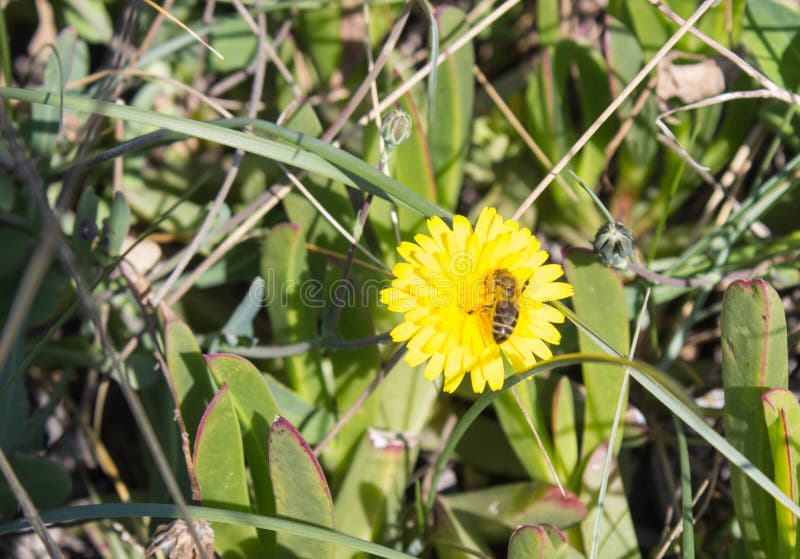 Yellow wild flower and bee royalty free stock photo Yellow wild flower and bee royalty free stock photo