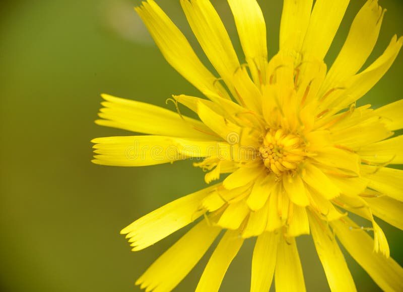 Yellow wild flower