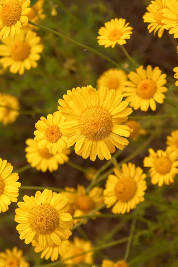 Yellow Wild Flower Daisy Chamomile Closeup on Glade in Fields Stock