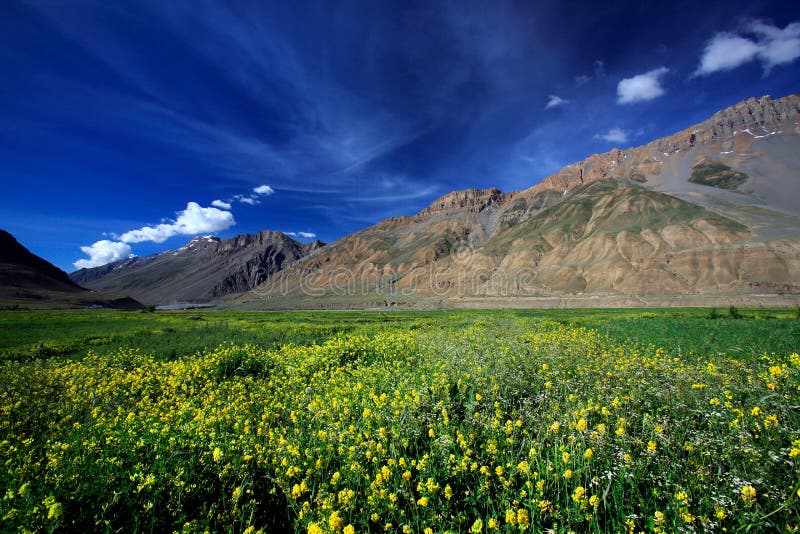 Yellow wild flower field near mountain in Northern India