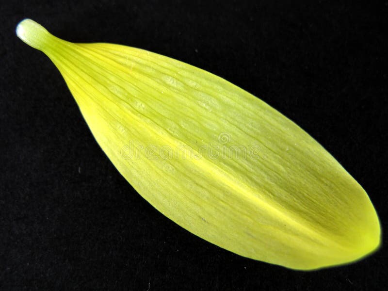 Yellow Wild Flower Petal