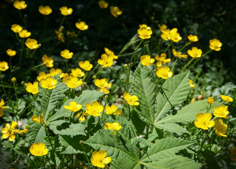Yellow wild flowers stock photo. Image of summer, leaves 84196772