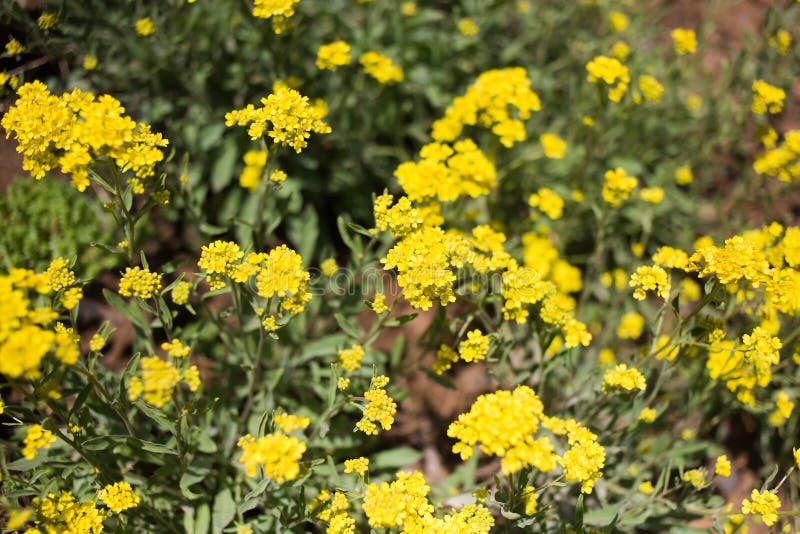 Yellow wild flowers stock image. Image of wild, general 53125229
