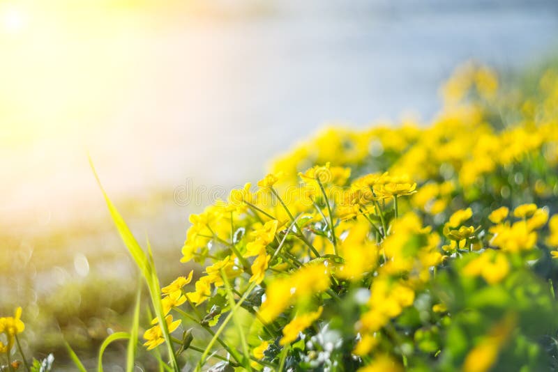 Yellow Wild Flowers by the River with Sun Rays. Stock Photo Image of nature, outdoor 95159424