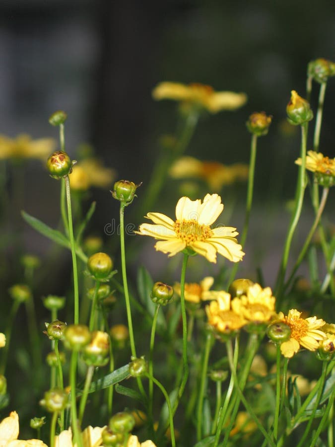 Yellow Wildflower