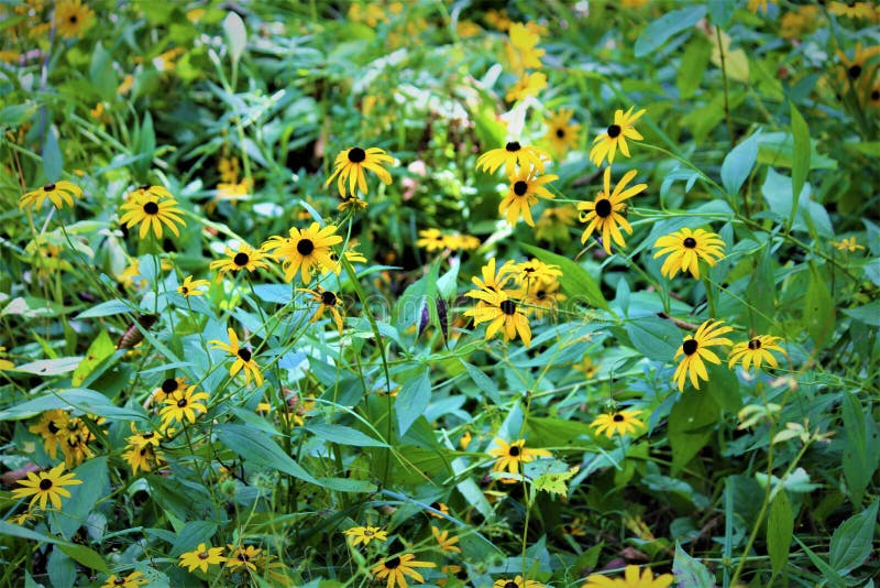 Ohio Wildflower Field stock image. Image of flora, farm 96826543