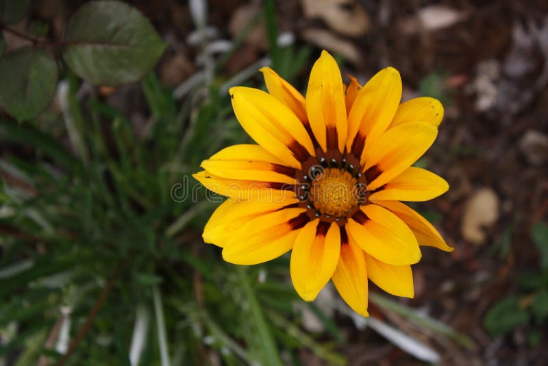 Yellow Wildflower in Northern California Stock Image Image of
