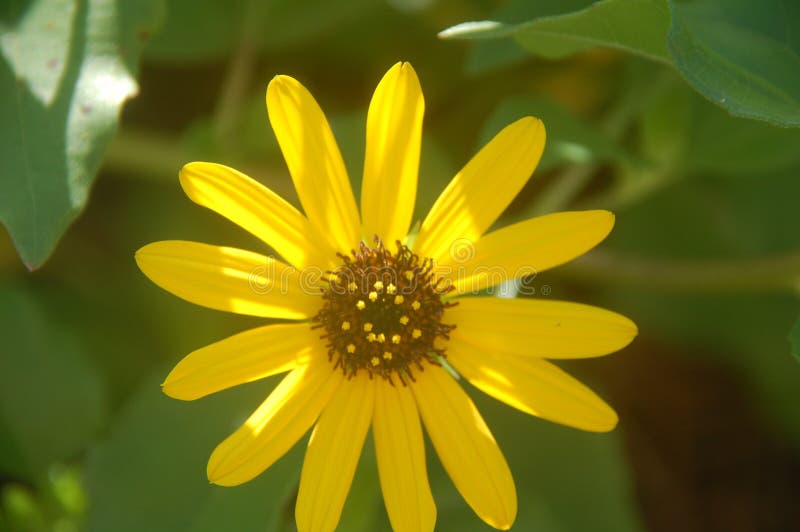 Yellow Wildflower stock photo. Image of floral, stamen 70299844