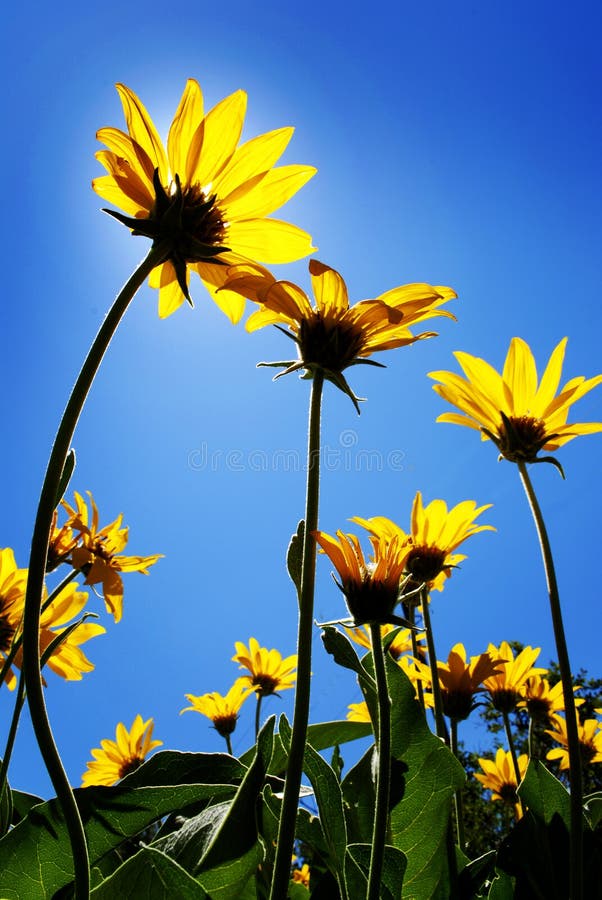 One Yellow Sunflower Blue Sky and Clouds in Background Stock Image