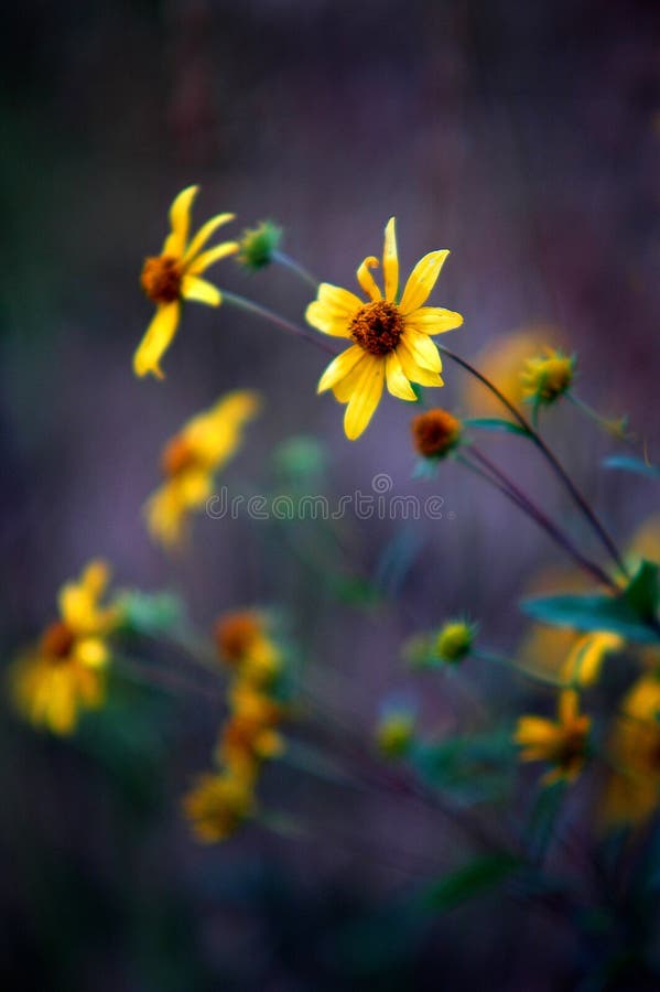 Yellow Wildflowers in a Field Meadow