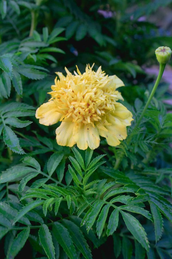 The Yellow Wildflowers Growing on the Side of the Trees Stock Image
