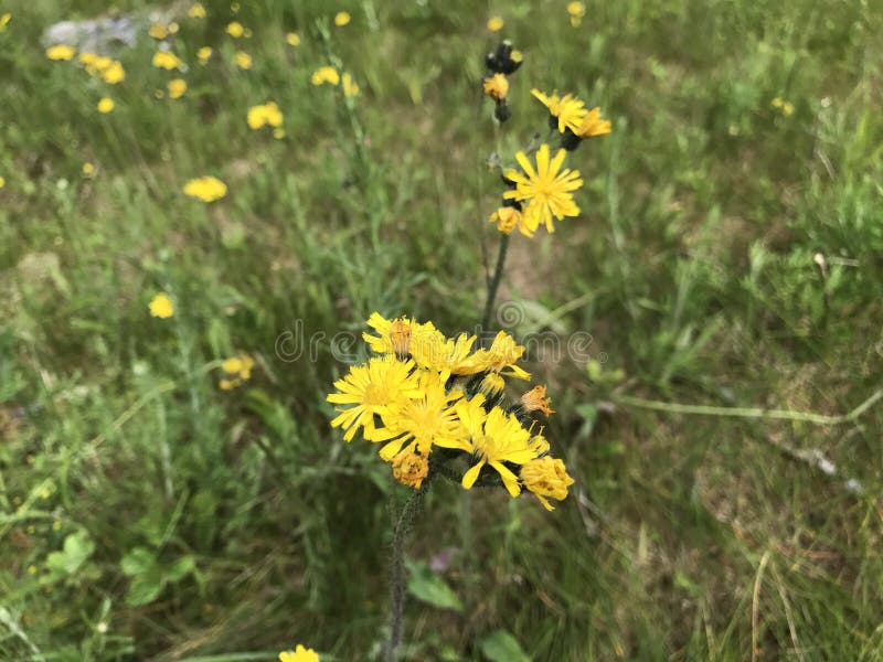 Wildflowers of Pennsylvania Stock Image Image of petals, wildflowers