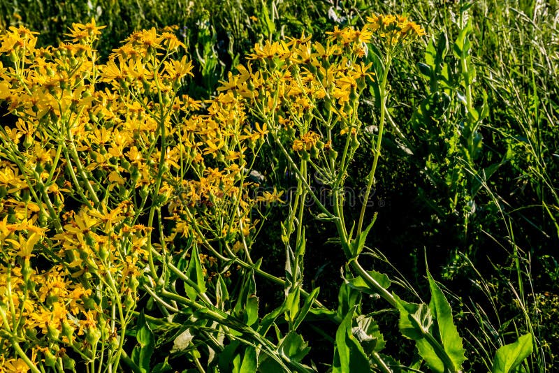 Yellow Wildflowers in Texas Stock Image - Image of texas, beautiful